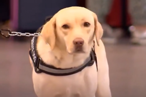 Especialistas repudiam decisão de empresa aérea sobre o cão de suporte Teddy: ‘Negar o embarque é negar humanidade’