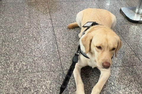 Justiça marca audiência após TAP impedir embarque de cão de criança autista