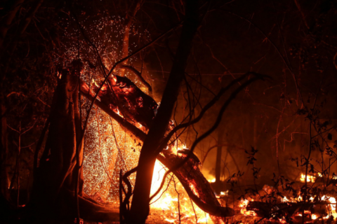 Queimadas no Pantanal em junho superam patamar da maior devastação já registrada