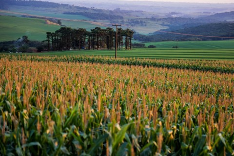 Produção de grãos na safra 2022/23 atinge novo recorde e supera 322 milhões de toneladas