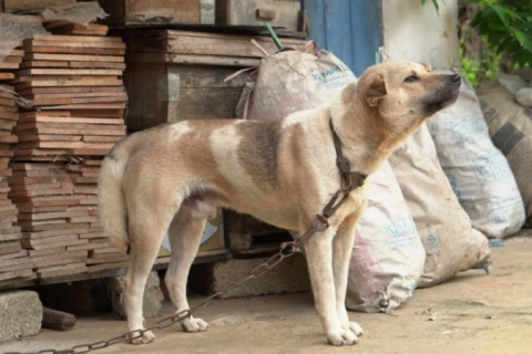 Tarcísio sanciona lei que proíbe acorrentamento de animais em São Paulo