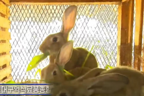 Coreia do Norte ordena que escolas intensifiquem a criação de coelhos para alimentar o Exército