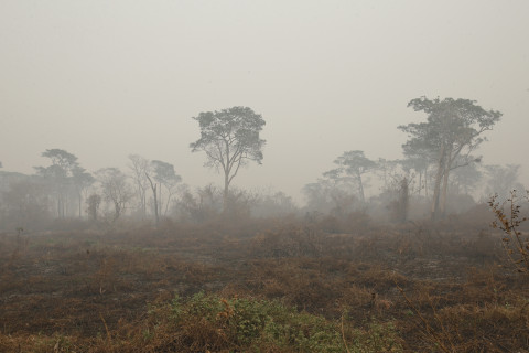 Estudo revela que florestas falharam em controlar CO2 em 2023