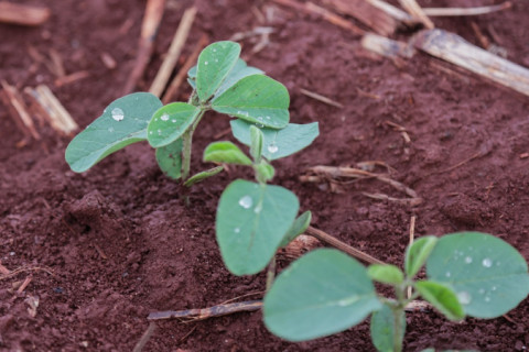 Compra de insumos da safra 24/25 está atrasada