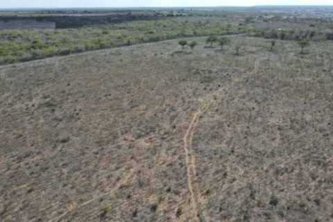 Operação do Ibama mira desmatamento ilegal na Caatinga paraibana