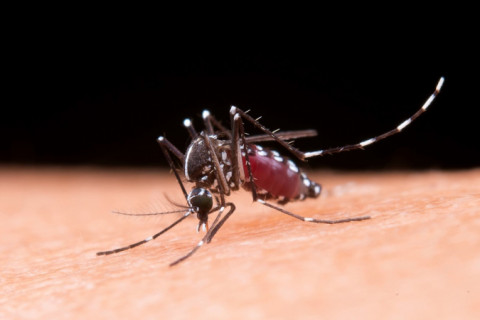 São Paulo registra primeiros casos de dengue do sorotipo 4