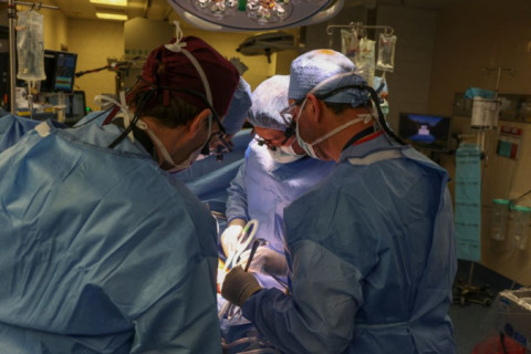 Primeiro transplante de rim de porco para humano é realizado com sucesso