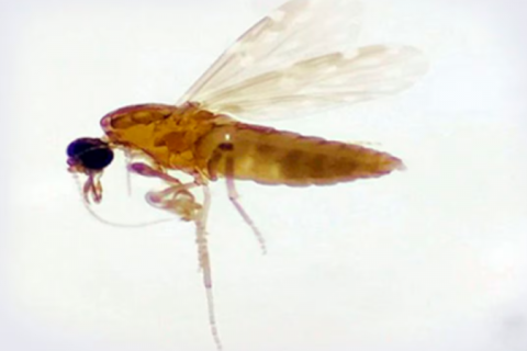 Ministério da Saúde confirma duas mortes por febre oropouche no país, as primeiras do mundo