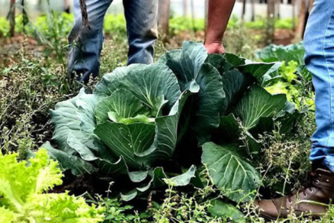 Agricultura familiar receberá R$ 60 milhões para produção de bioinsumo