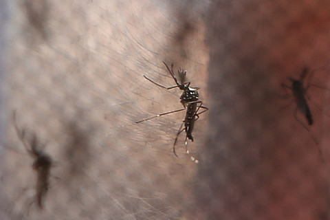 Rio de Janeiro decreta fim da epidemia de dengue