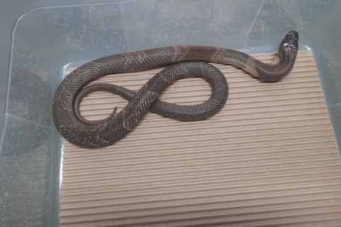 Cobra do Butantan que estava desaparecida é encontrada