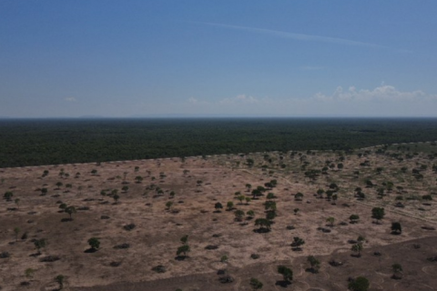 Ibama identifica desmatamento ilegal no Pantanal mato-grossense durante operação e aplica R$ 34 mi em multas
