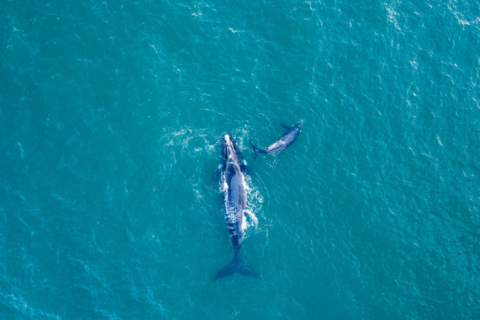 ‘Oceano silencioso’: Grupo de 37 países lança ação para combater poluição sonora nos mares