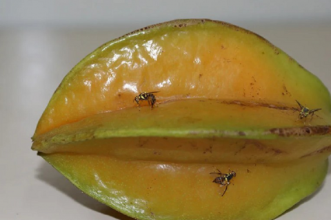 Ministério da Agricultura decreta emergência fitossanitária em quatro Estados para combater mosca-da-carambola
