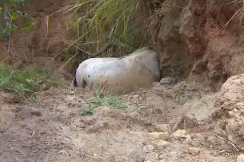 Cavalo que teve as patas cortadas é enterrado após polícia coletar material para análise