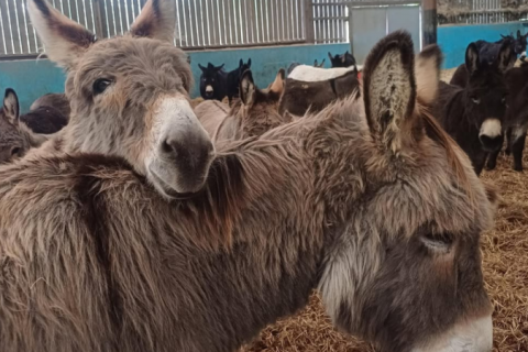 Seis milhões de burros são sacrificados para fazer suplemento alimentar na China