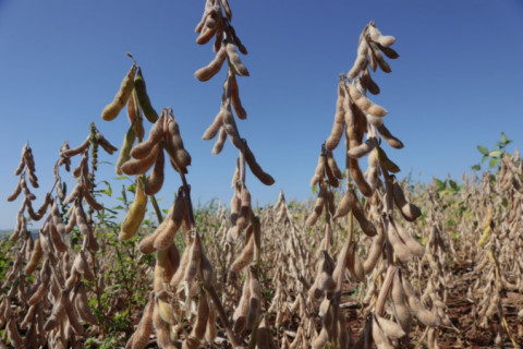 CNA pede que governo adote medidas emergenciais de apoio a produtores rurais