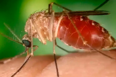 Antes restrita à Amazônia, febre oropouche se espalha pelo país